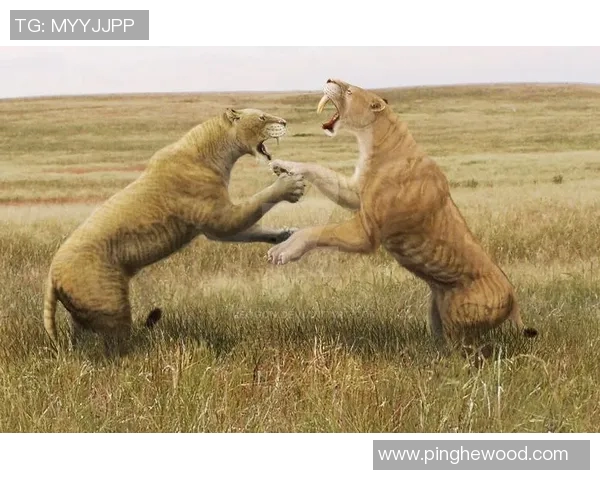 圣保罗与巴利亚激战正酣谁将赢得这场精彩对决